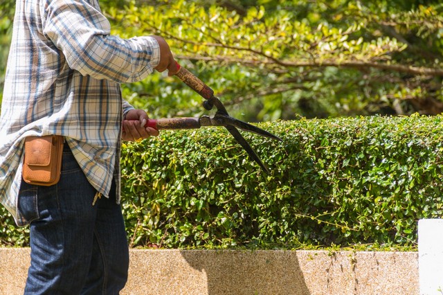 Garden Maintenance Woolwich, SE18